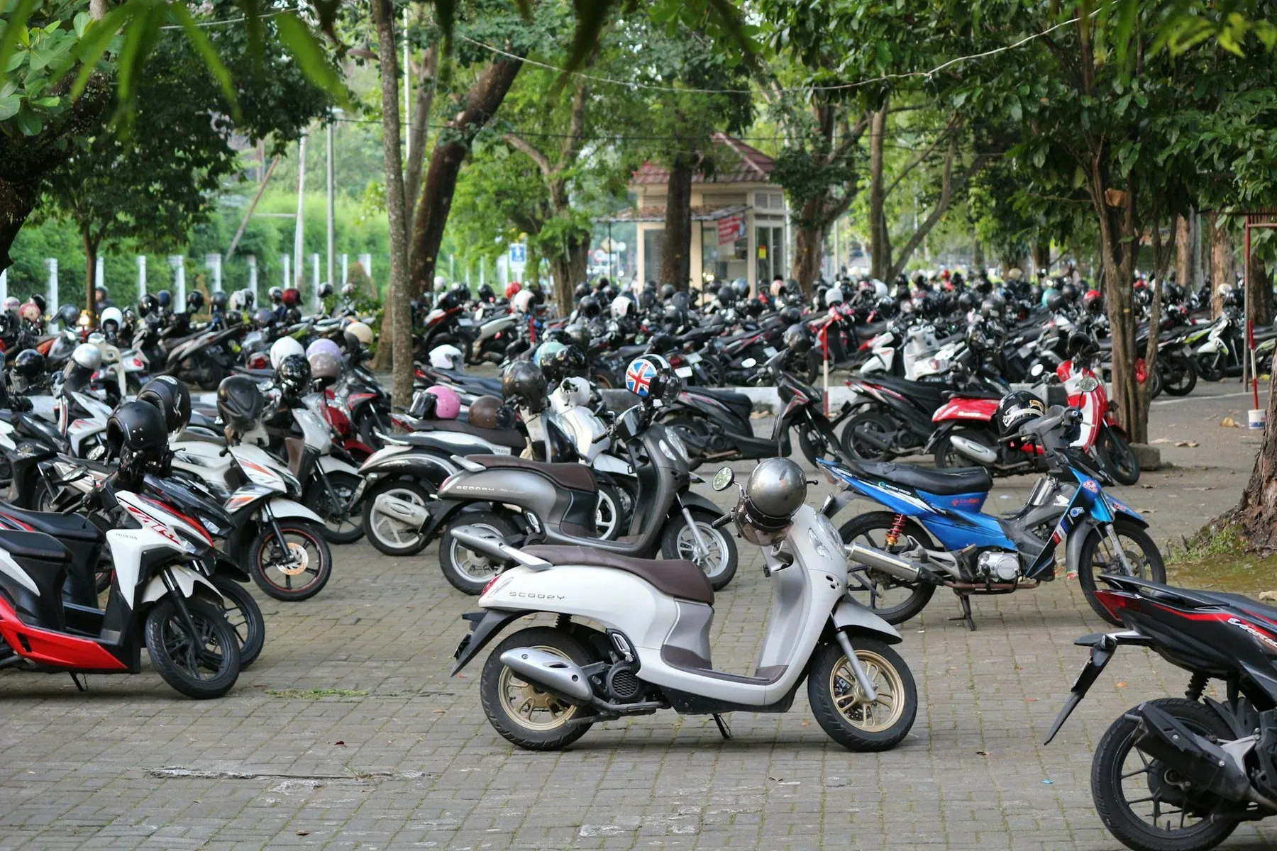A large open lot under trees packed with hundreds of second-hand step-through scooters and small motorbikes