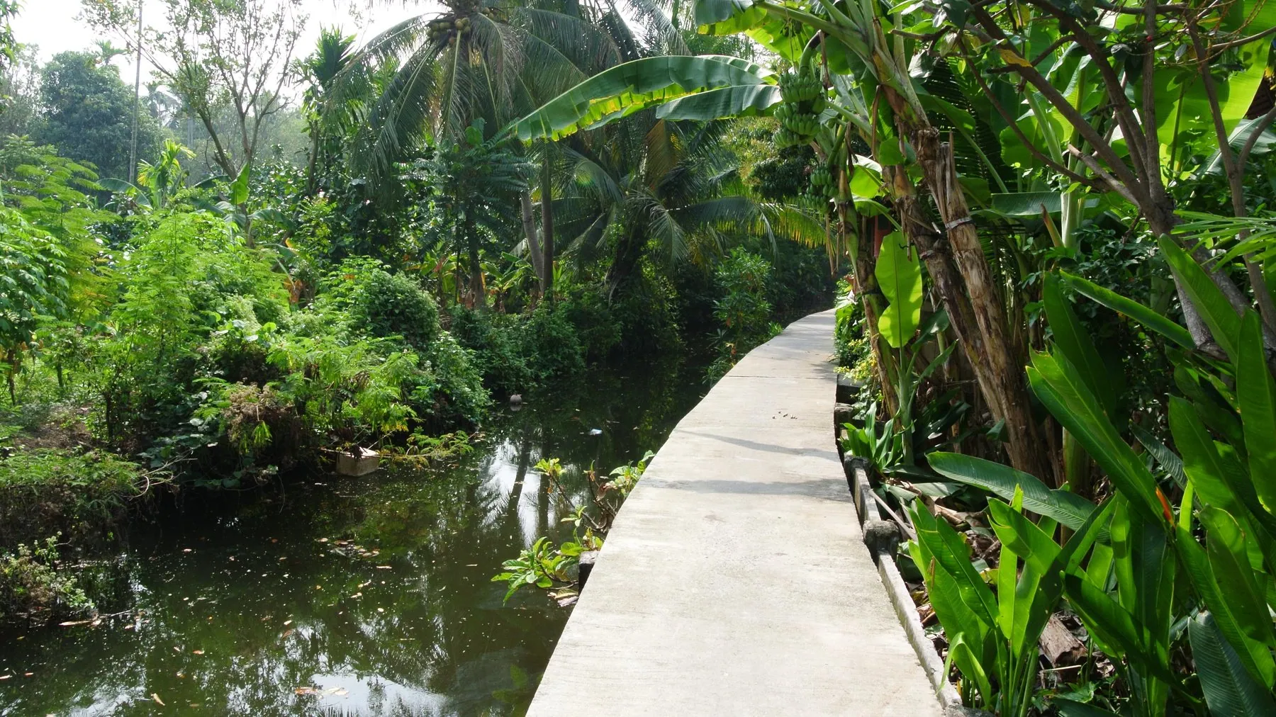 A narrow raised concrete cycle path winding between banana palms and a canal on the Bang Kachao peninsula near Bangkok