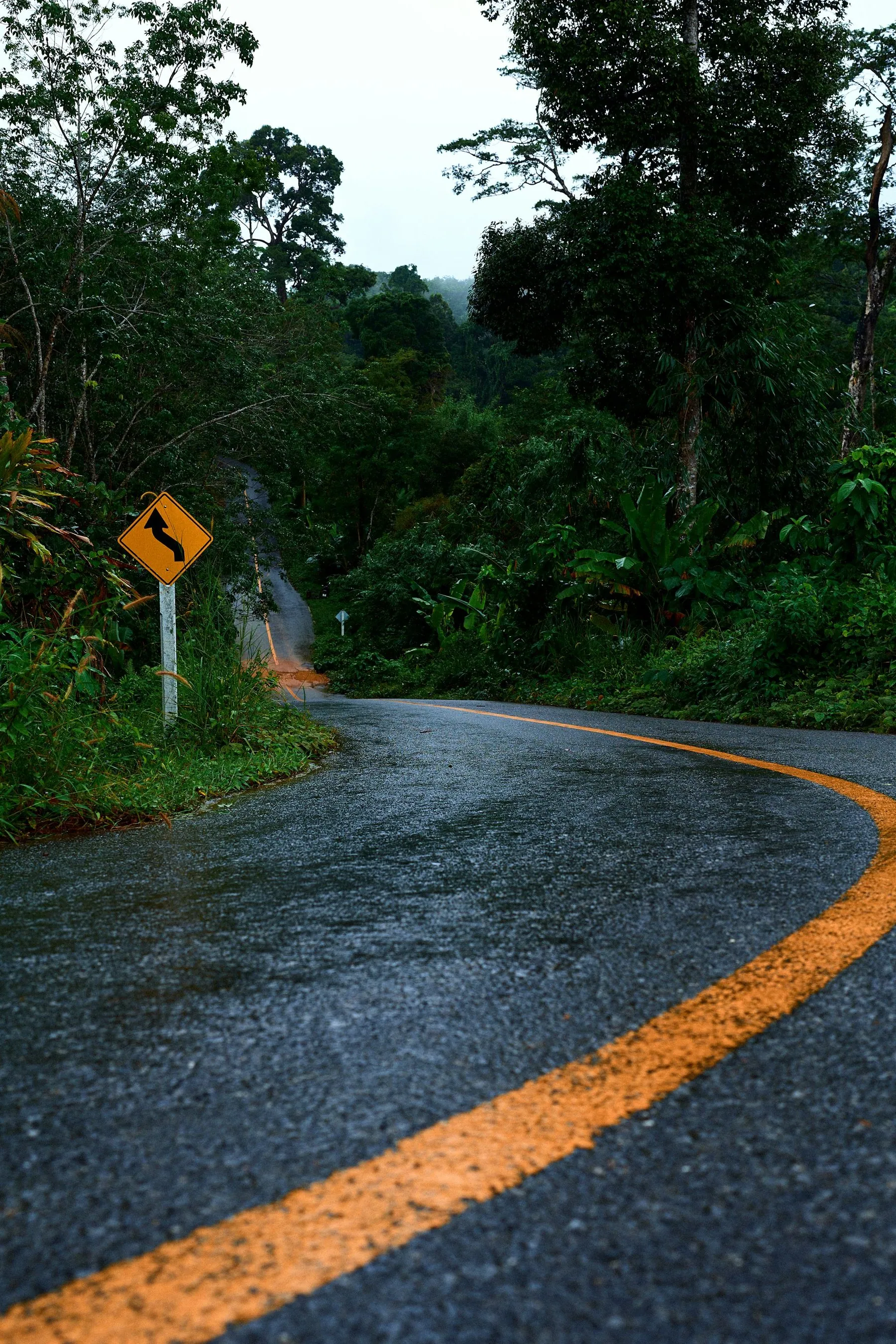 A wet single-carriageway road curving steeply through dense green forest with a yellow edge line