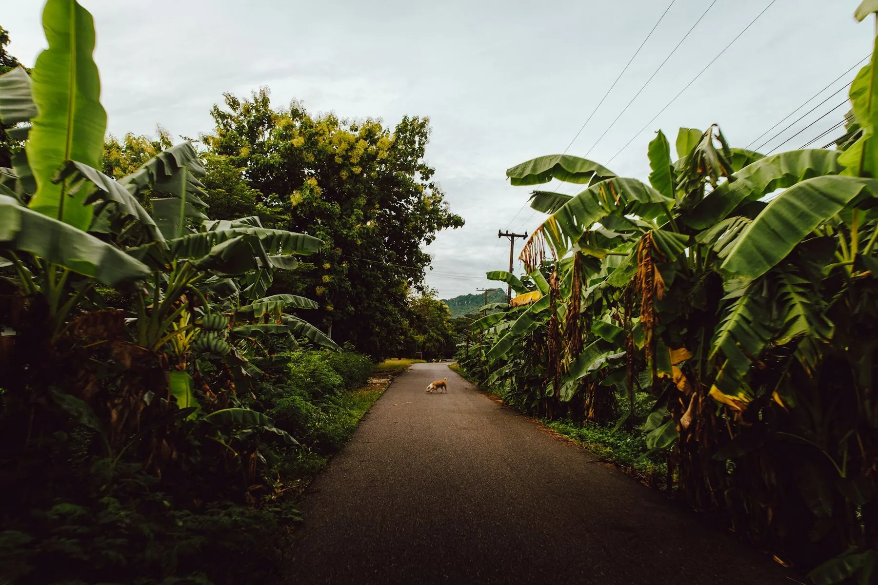 A narrow paved lane running between banana palms and roadside undergrowth with a dog resting on the surface