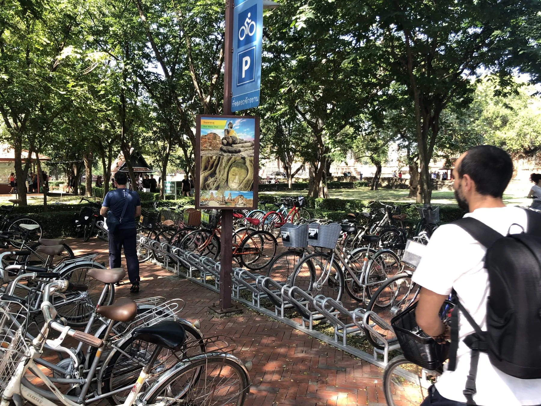 Rows of hire bicycles racked under trees beside a blue bicycle parking sign at Ayutthaya