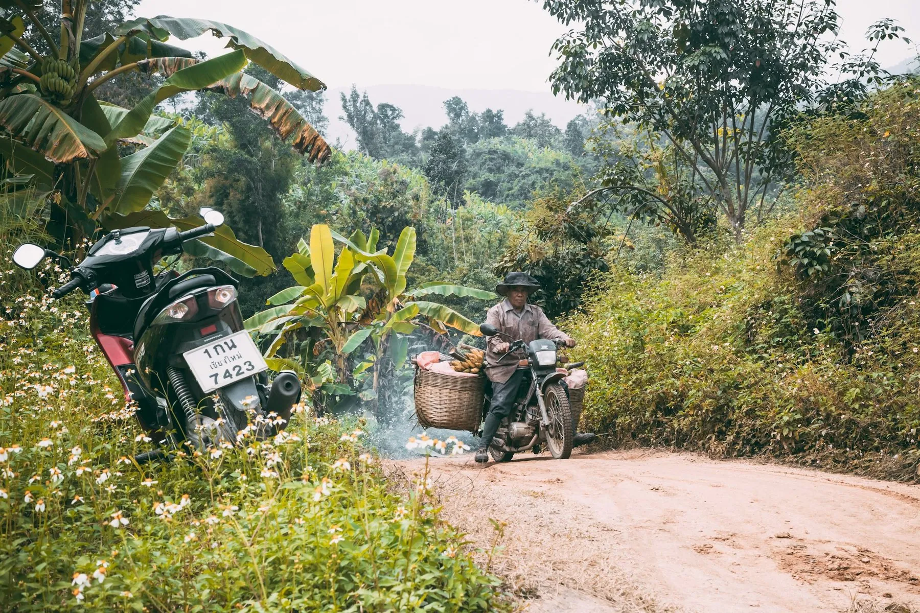 A rider on a small motorbike loaded with wicker baskets on a red dirt track between banana plants