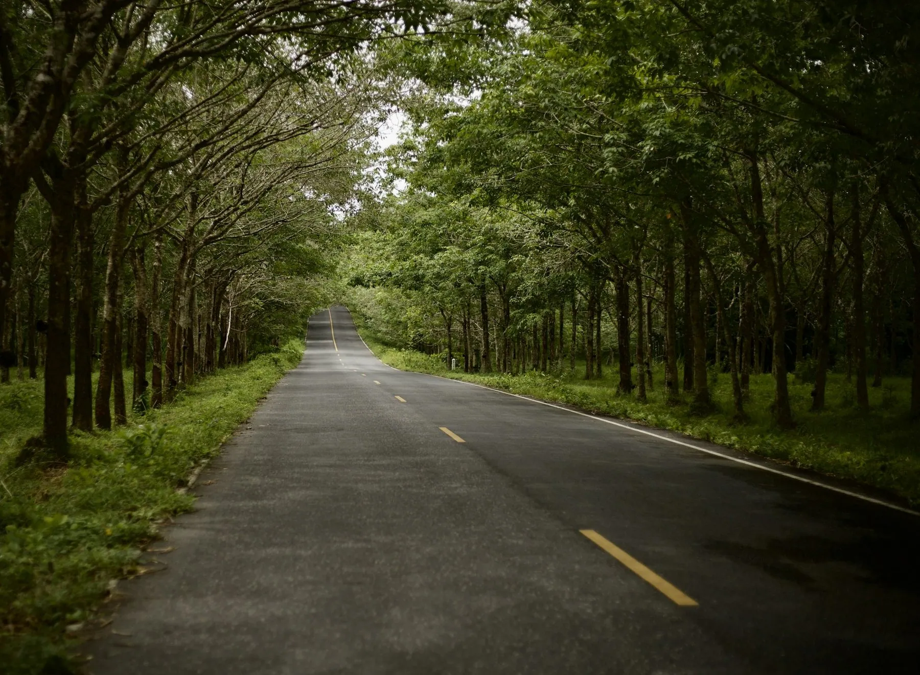 An empty two-lane road running dead straight between dense green trees