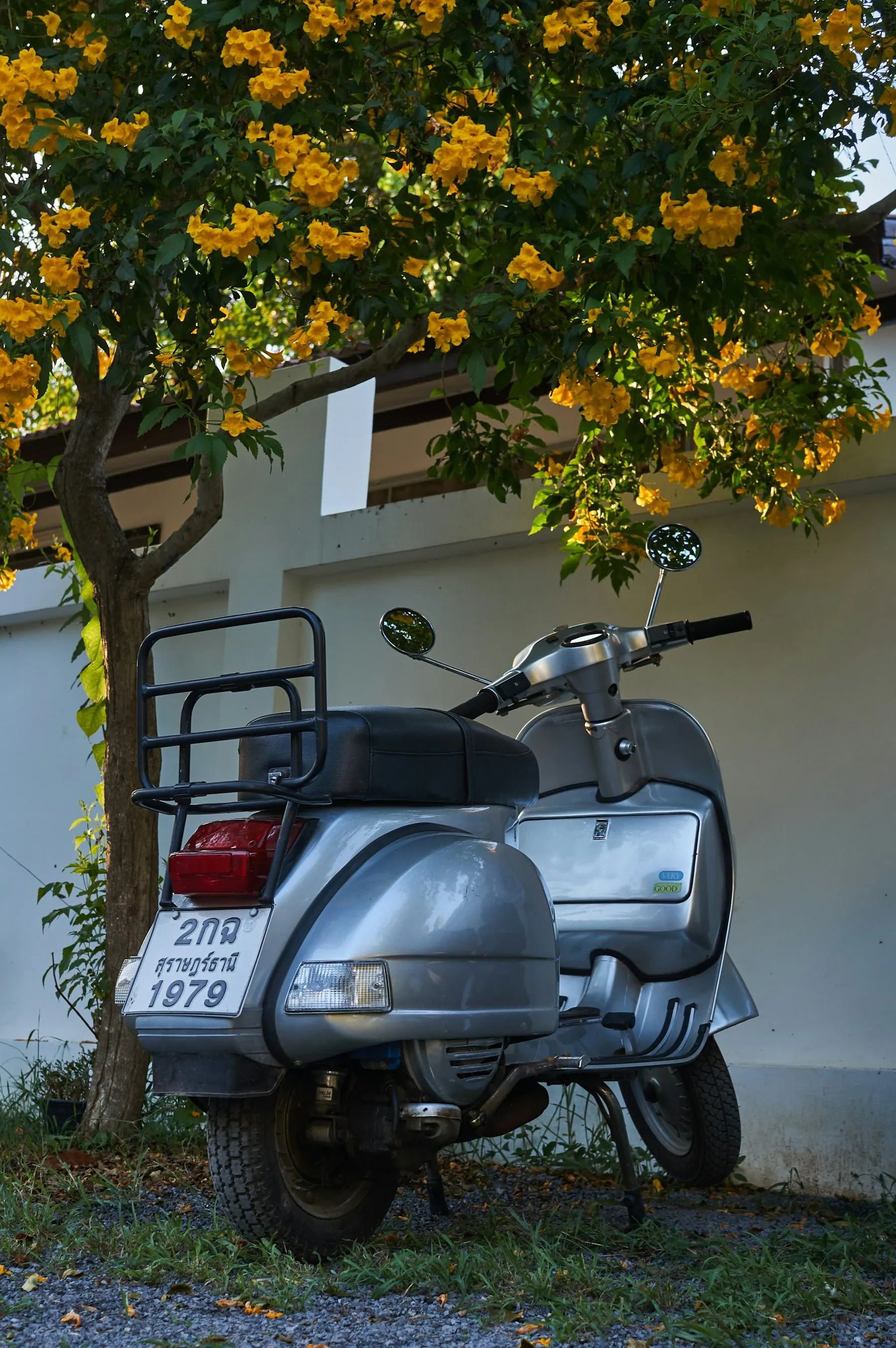 A grey scooter with a Thai number plate parked against a white wall under yellow blossom