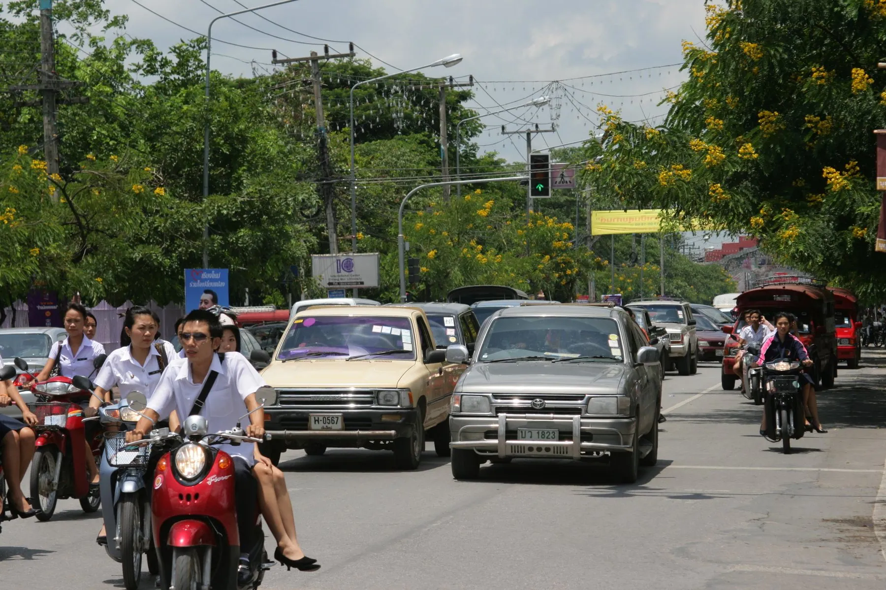 Riders on scooters filtering past pickups and a red songthaew on a Chiang Mai street lined with yellow flowering trees