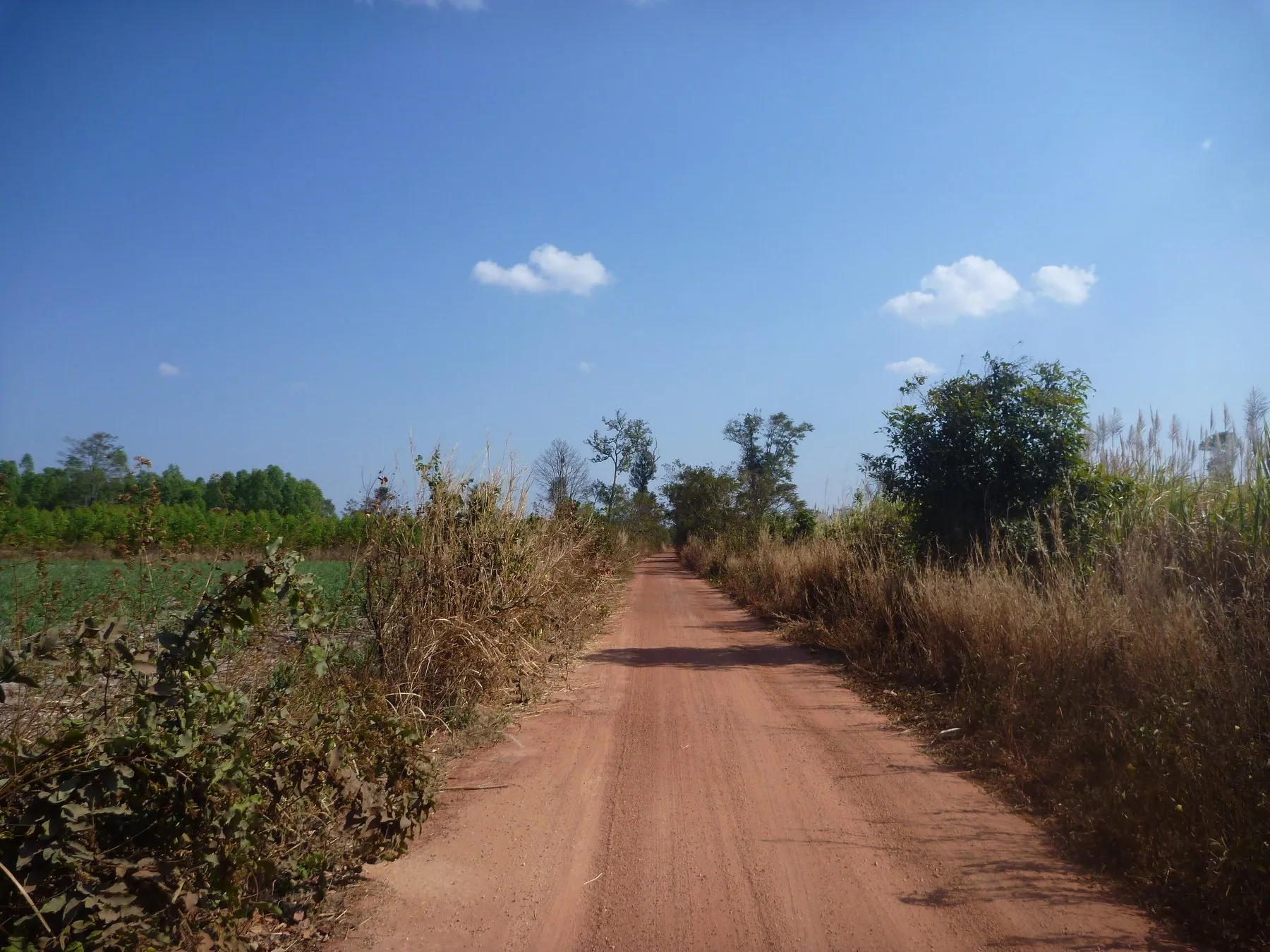 A red laterite track running away between scrub and trees in Yasothon province