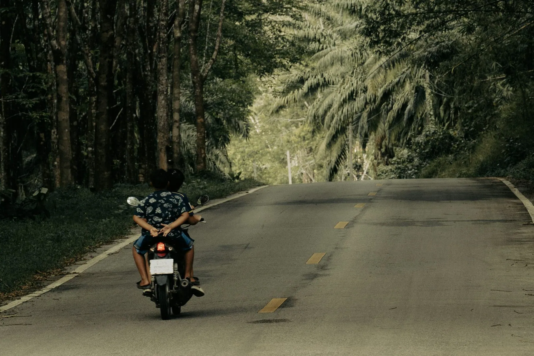 A rider seen from behind on a small motorbike heading down an empty road walled by tall trees