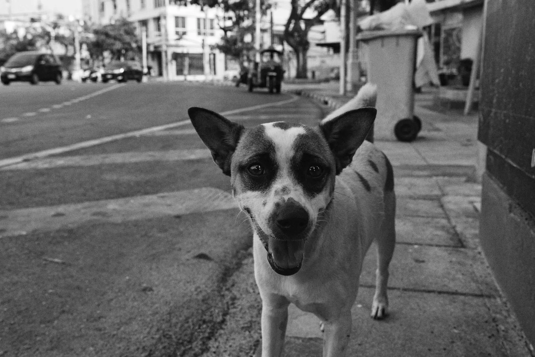 A short-haired street dog standing on a pavement and looking straight at the camera, in black and white