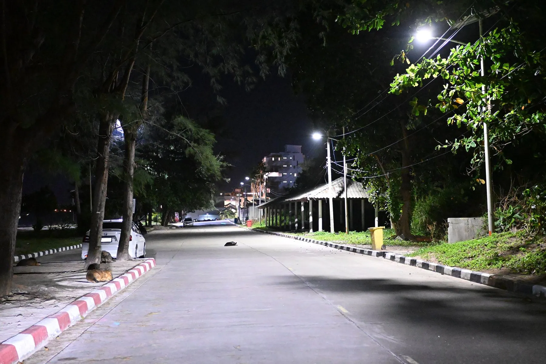 A street dog lying in the middle of an empty Thai street at night under a single streetlight
